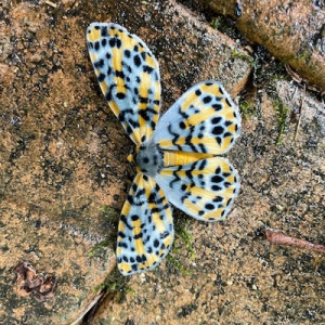 NSW.Biodiversity