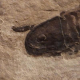 Eurypterus