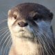 Hourly Otters (New)