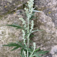 Artemisia Vulgaris