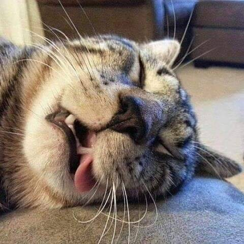 close up of grey tabby's head as it sleeps on the carpet, it's tongue flopped out of its mouth