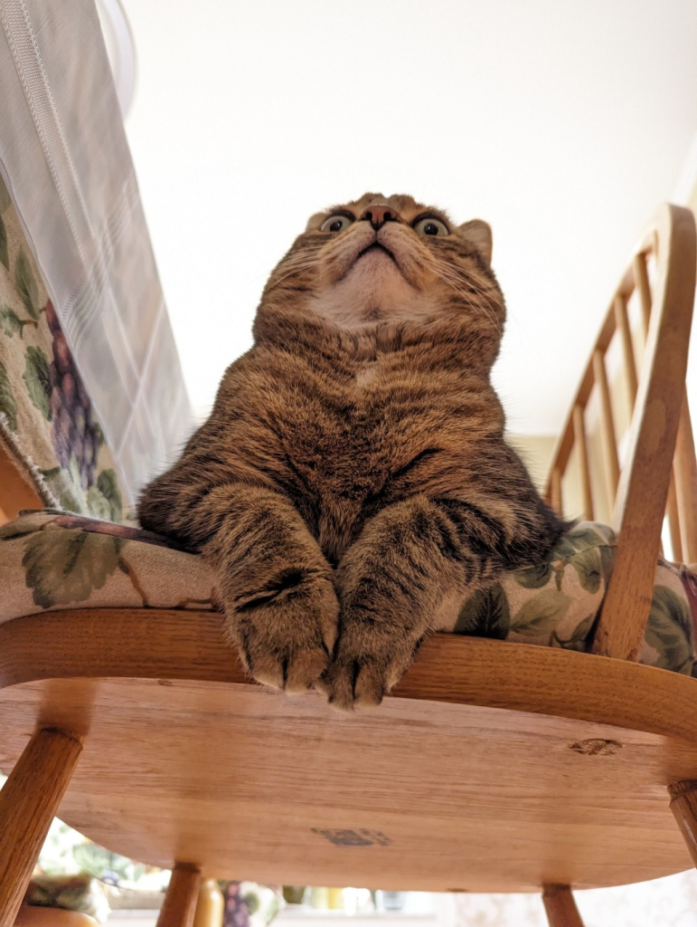 photo of brown tabby sitting in a chair taken from below, giving the cat a shocked, surprised and appalled look on its face