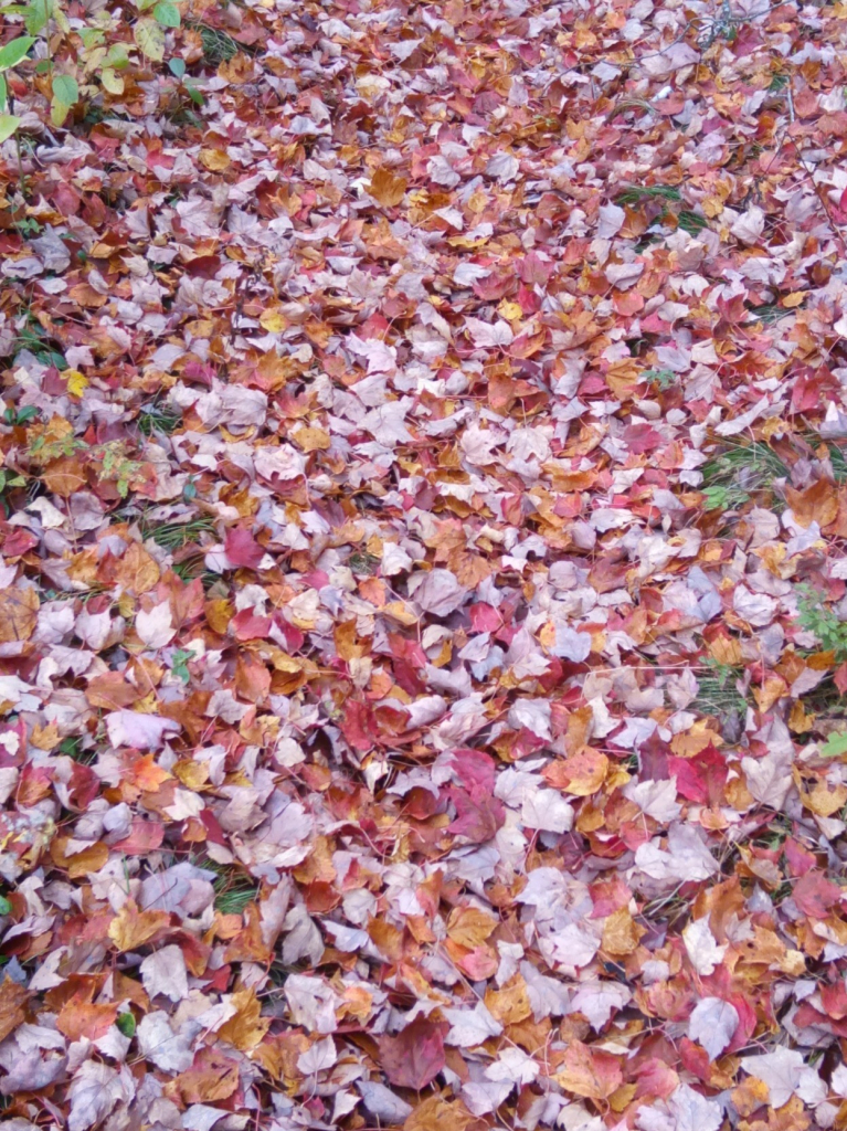 a flat pile of leaves, all in shades of orange and brown, on the ground