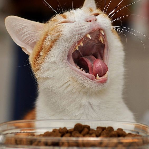 a white and orange cat with its mouth wide open, in front of a bowl of food