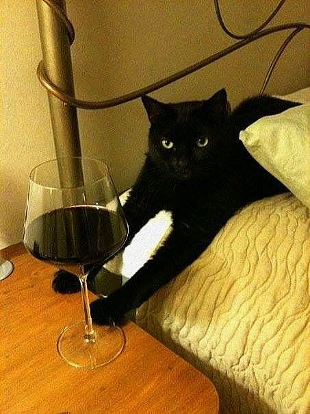 a black cat lying on a bed with white sheets with its paws next to a giant glass of red wine on a bedside table