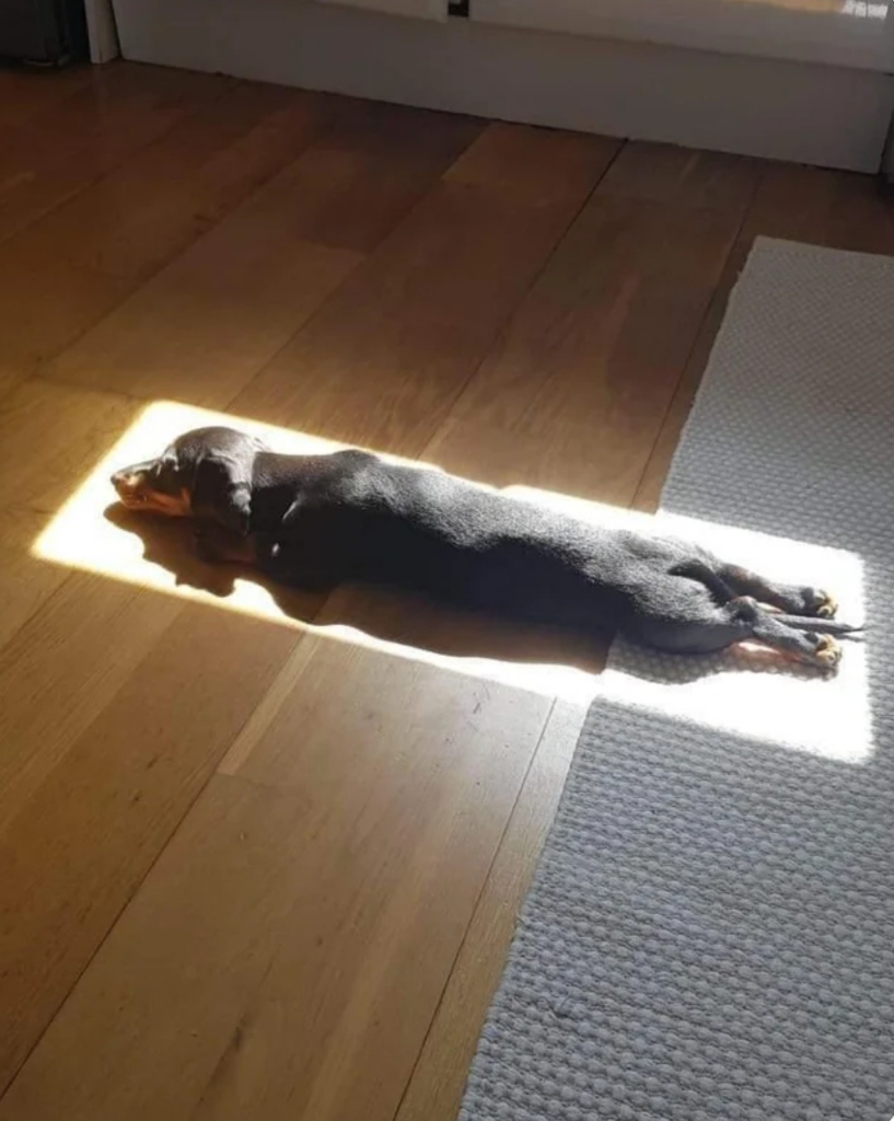 A dachshund is stretched on the floor inside a square of sunlight.