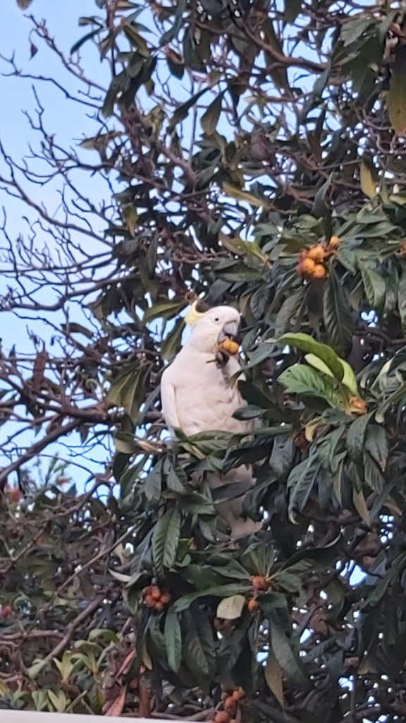 A sulphur crested cockatoo pictured among large green leaves, eating the fruit of a loquat tree. It's  a large, white bird with a curving yellow crest.