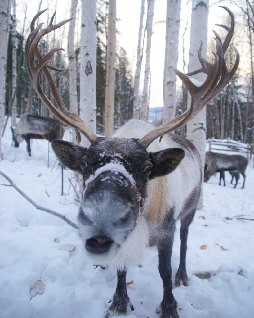 Close-up photo of Juniper, the reindeer, standing in the snow at the Running Reindeer Ranch in Fairbanks, AK.