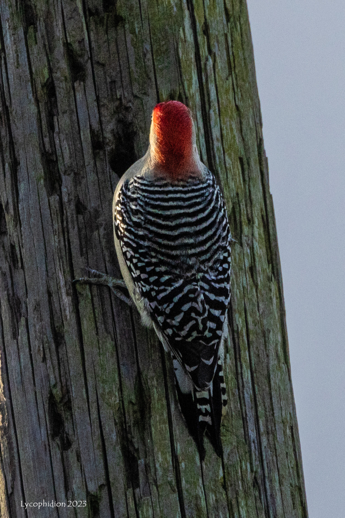 The Red-bellied Woodpecker "often appears pale overall, even the boldly black-and-white striped back, with flashing red cap and nape. Look for white patches near the wingtips as this bird flies." (AllAboutBirds). And, oh, yes, the belly does have a red wash.