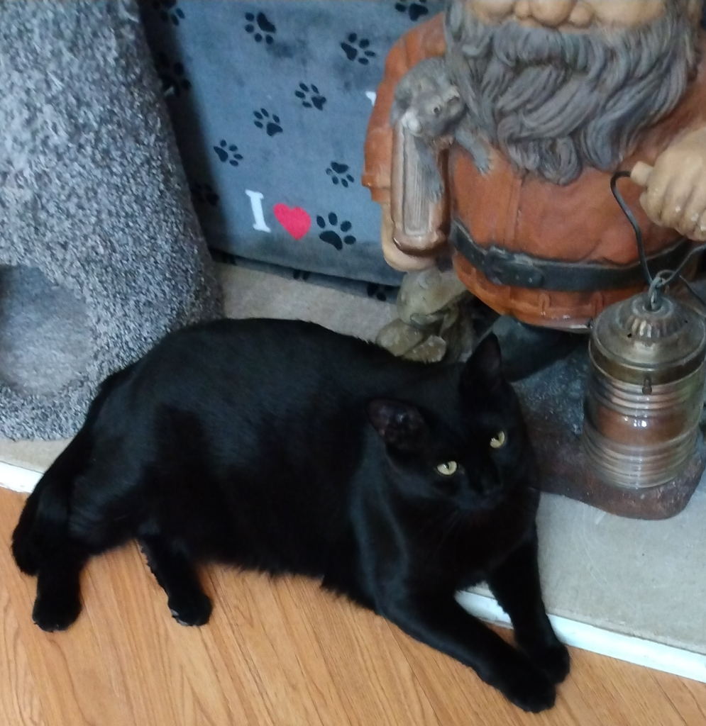 A big black cat is lying on a hearth stone in a living room.  He is looking towards the right.  Behind him in front of the fireplace is a garden gnome.