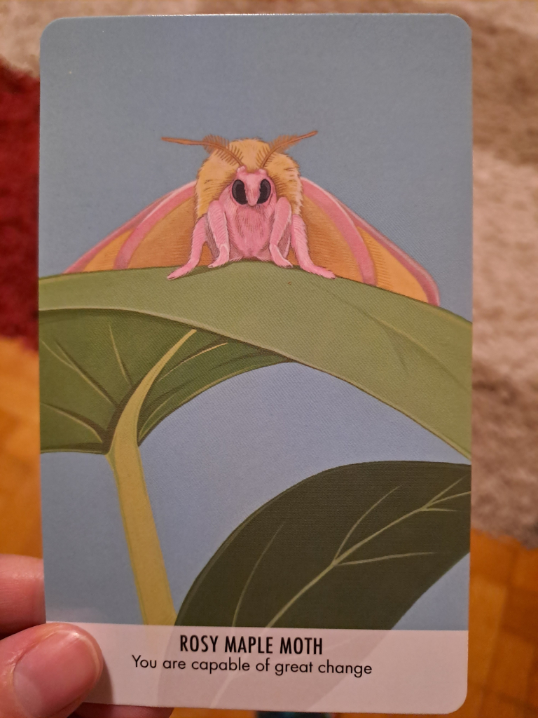 Colorful drawing of a fluffy pink and yellow rosy maple moth sitting on a leaf. The writing on the card says "rosy maple moth: you are capable of great change" 