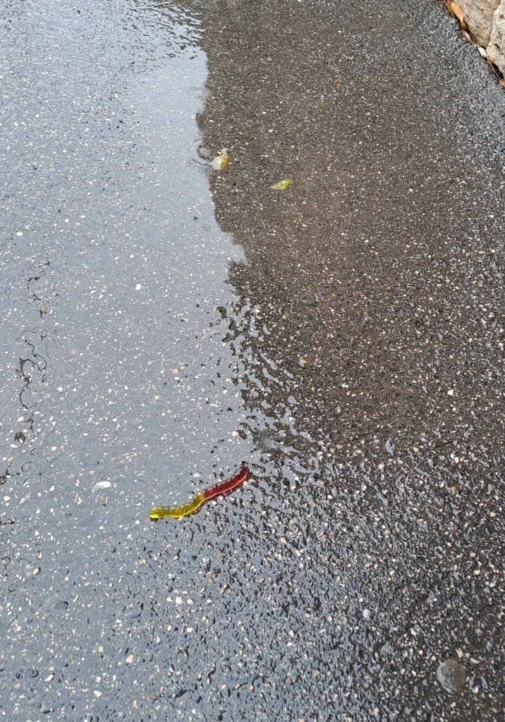 Photo of a rainy concrete sidewalk, with a half red, half yellow gummy worm on it.