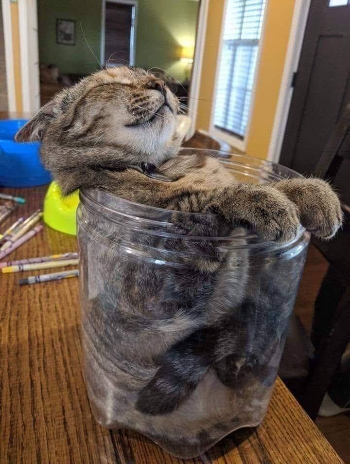 cat sitting in a jar with it's paws over the front and its head back, sound asleep