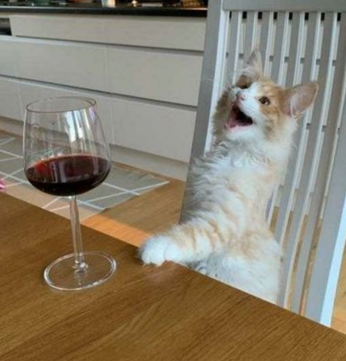 little white and orange tabby sitting at a table with its mouth open, with a glass of wine in front of it