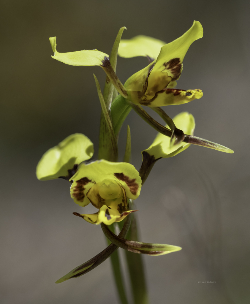 Diuris orchid flowering near Square Rock, Namadgi NP, ACT.