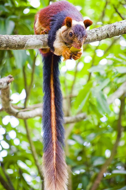 A photo of a Malabar giant squirrel sitting on a tree branch.