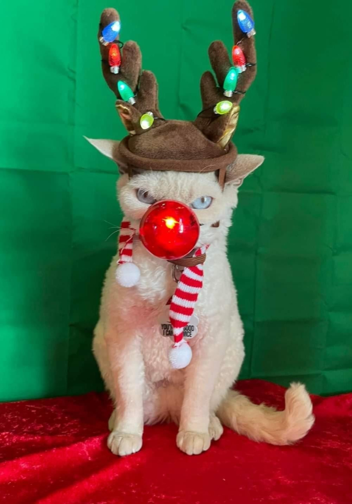 a white cat with light blue eyes looking extremely angry, and decorated with reindeer horns with lights, a large bauble on its nose and a white and stripped scarf around its neck