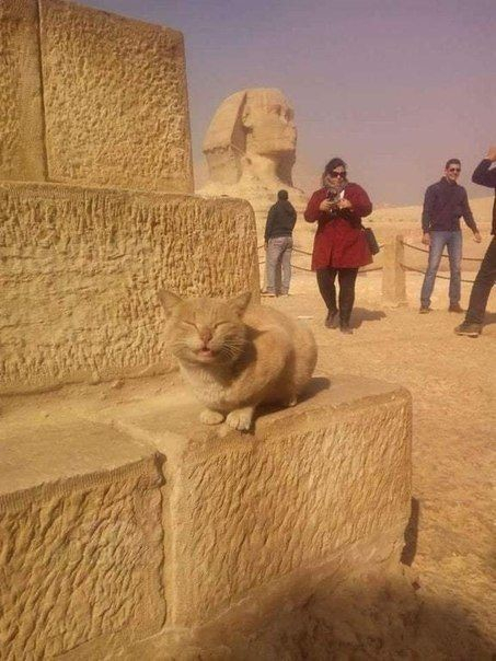 orange cat loafing on the edge of a pyramid with the sphinx in the background -- tourists are laughing