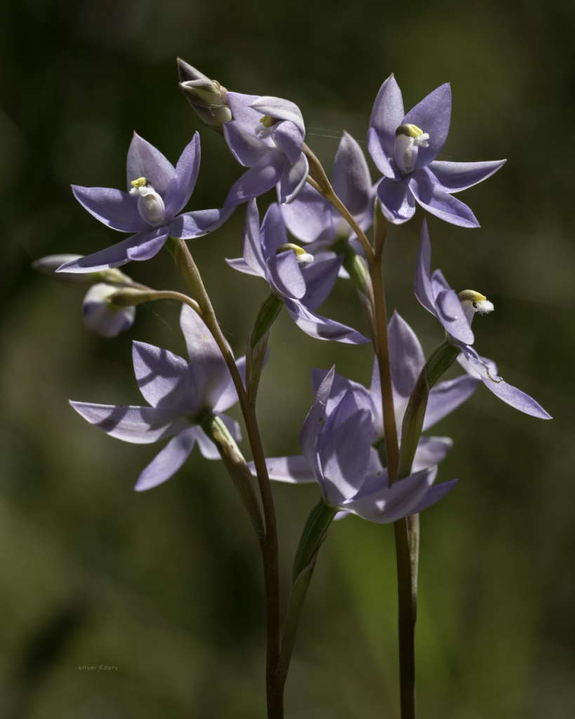 ighland sun orchids (Thelymitra alpina) near Corin Forest, ACT. Most sun orchids at this location are single, scattered plants but sometimes 2 or 3 do grow together in small clumps - usually on roadside verges