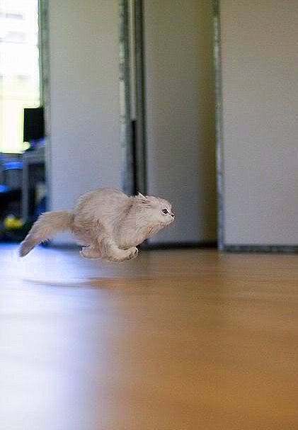 action shot of a greyish white cat running super fast over a wood floor, a look of determination on its face, and all four legs in the air