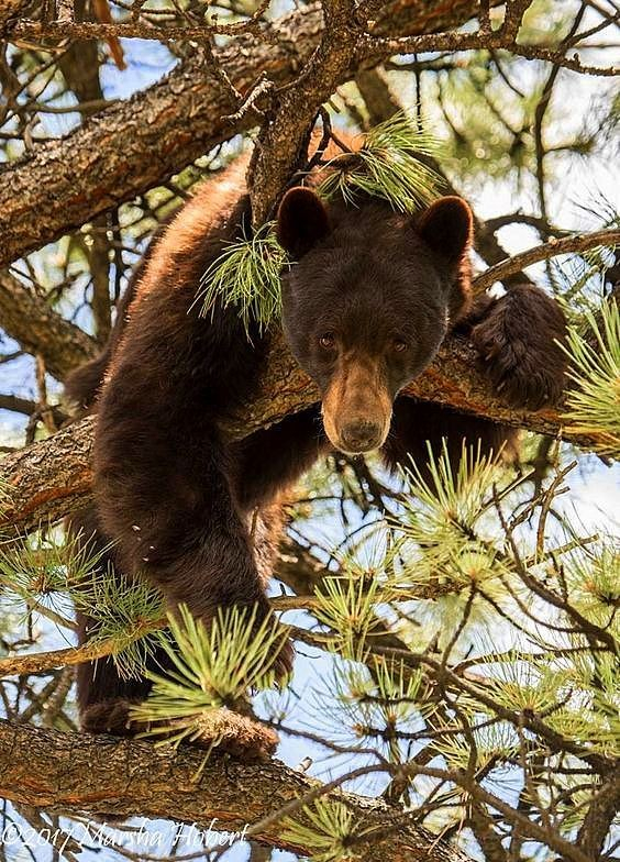 black bear looking down from the branches of a red pine tree