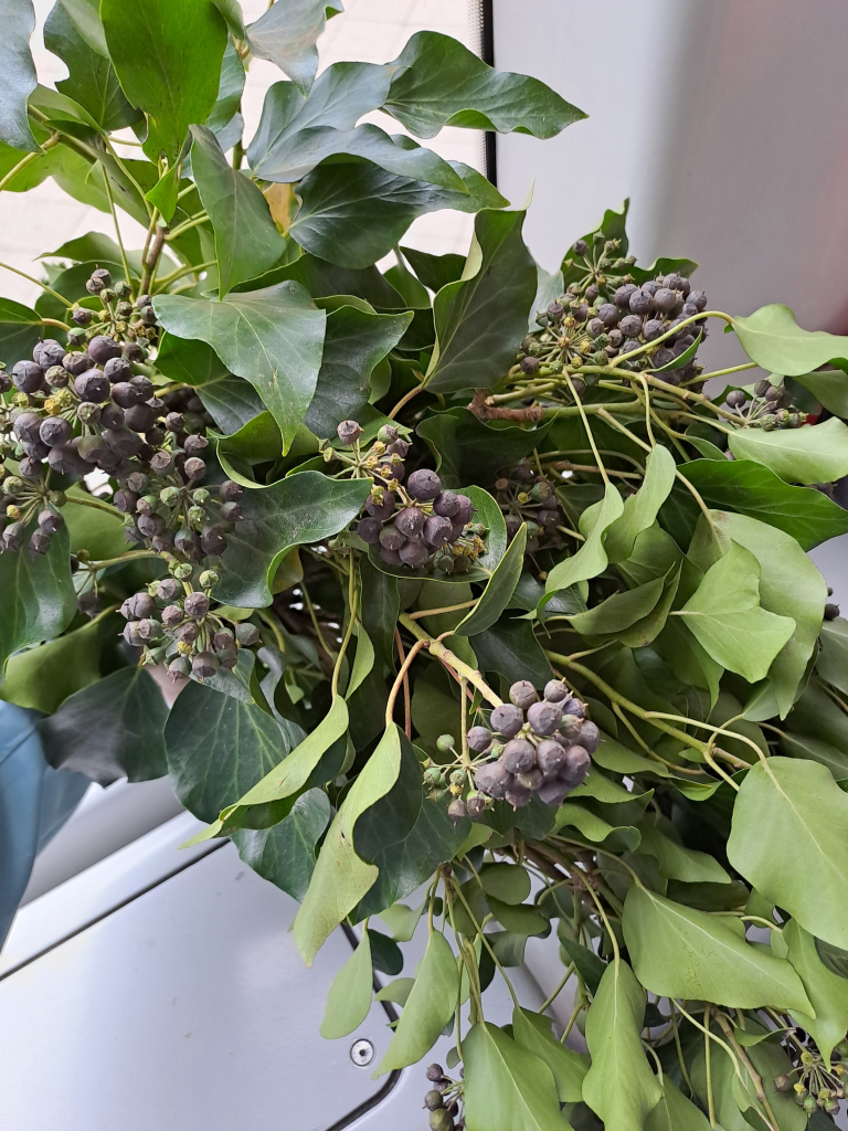 A bouquet of ivy leaves and berries