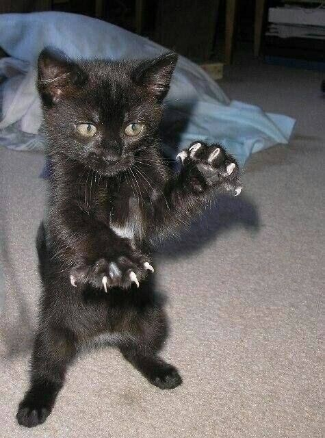 little black kitten standing on its hind legs with its forepaws out, and its claws extended -- scary and cute!