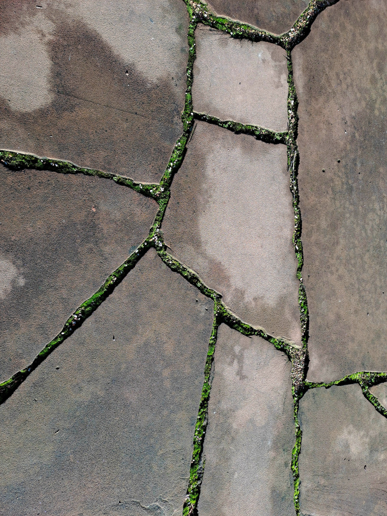 A concrete sidewalk cracked in many different ways, the cracks filled with bright green moss and small plants 