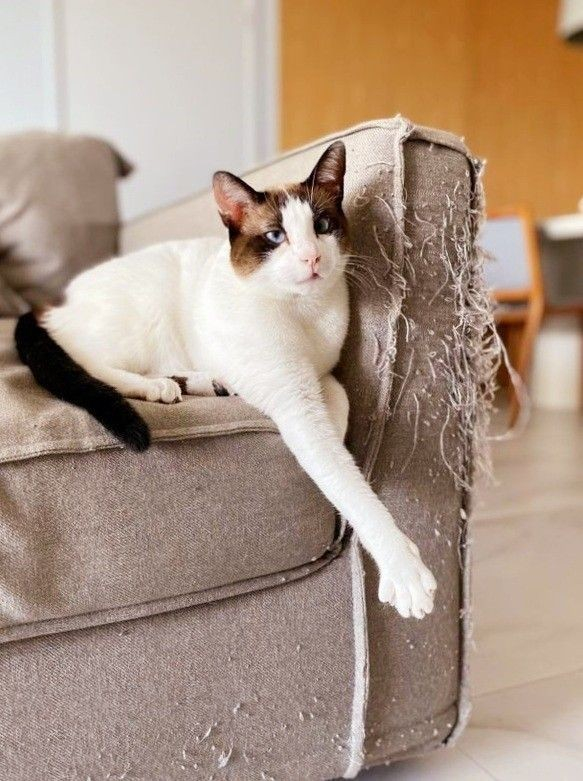 a white cat with brown ears and tail sitting on a couch next to the arm of the couch which the cat has eviscerated