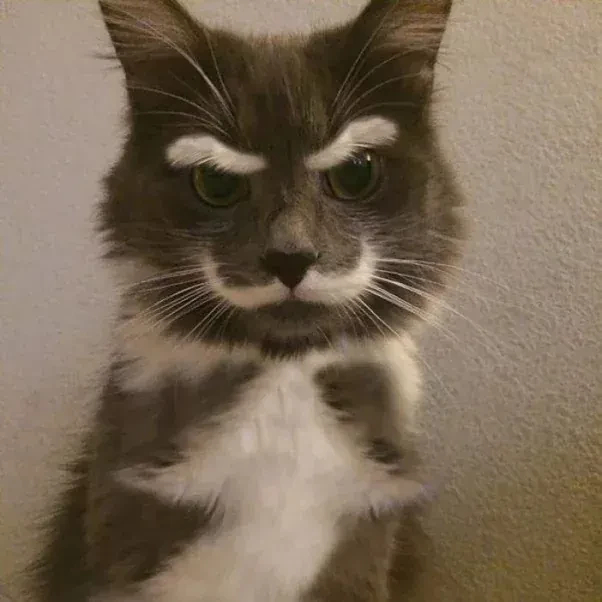 grey and white cat with white markings that look like a cliched villain's mustache and eyebrows