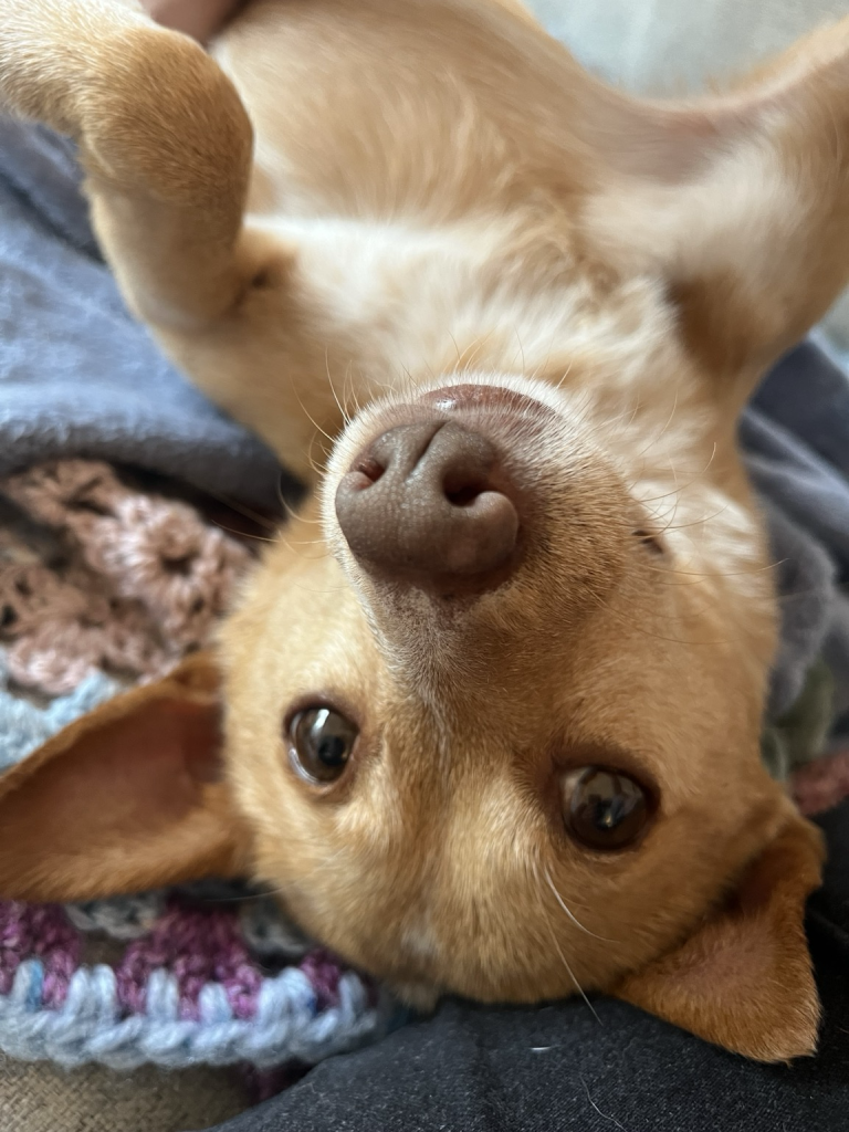 Small dog with a golden coat lying on her back looking at the camera