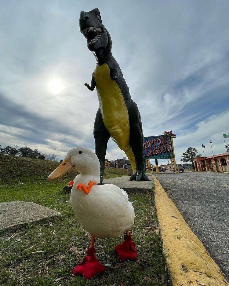 a white duck wearing little booties and two orange arms that make him look like a t-rex -- behind the duck, a giant stature of a t-rex with little tiny arms