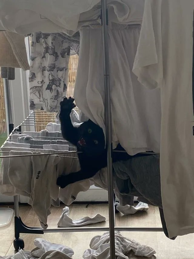 a black cat with this claws out and mouth open on top of a laundry rack, with pieces of laundry strewn everywhere and most of the cat blocked by some shirts