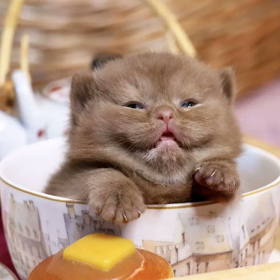 A chonky light brown kitten sitting in a bowl with this mouth ajar and it's cute little paws on the bowl, holding up its triple chin