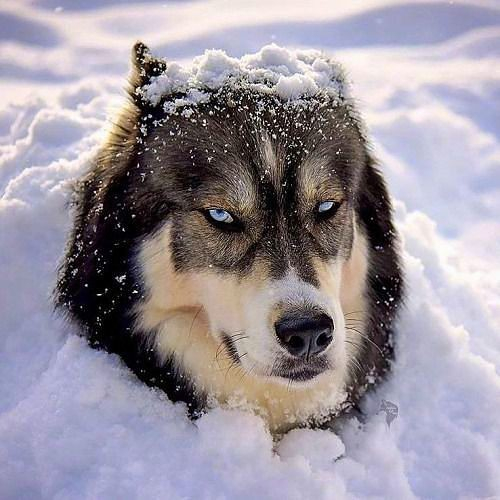 The head of a husky coming out from a pile of snow; there's snow on the top of his head, and he is looking annoyed.