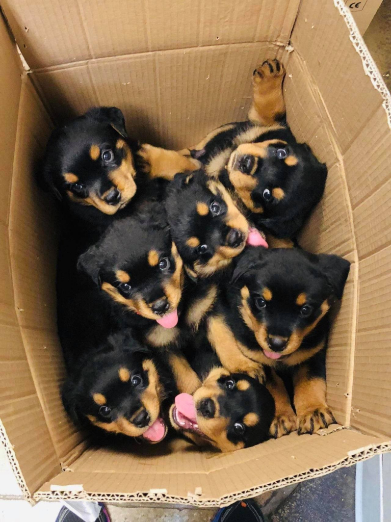 box full of really cute rotweiller puppies, half of which have their adorable pink tongues sticking out