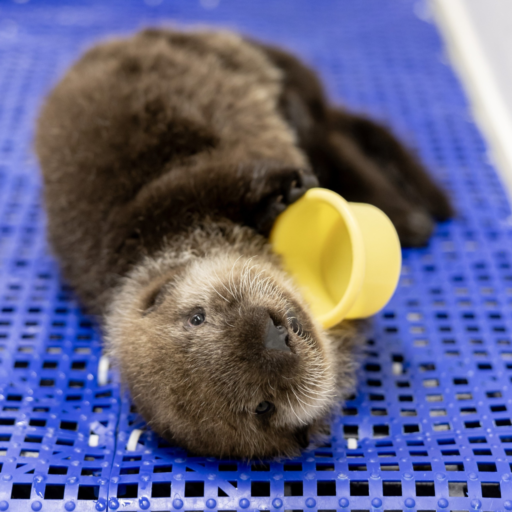 Sea otter pup that was found in Alaska after his mom was killed is now living at the Shedd Aquarium in Chicago. Pictures of him playing with a yellow cup.