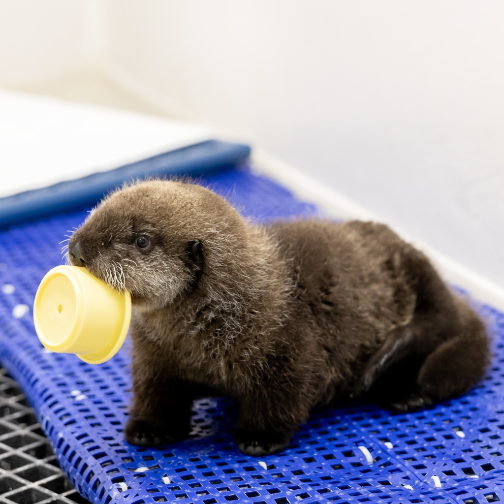 Sea otter pup that was found in Alaska after his mom was killed is now living at the Shedd Aquarium in Chicago. Pictures of him playing with a yellow cup.