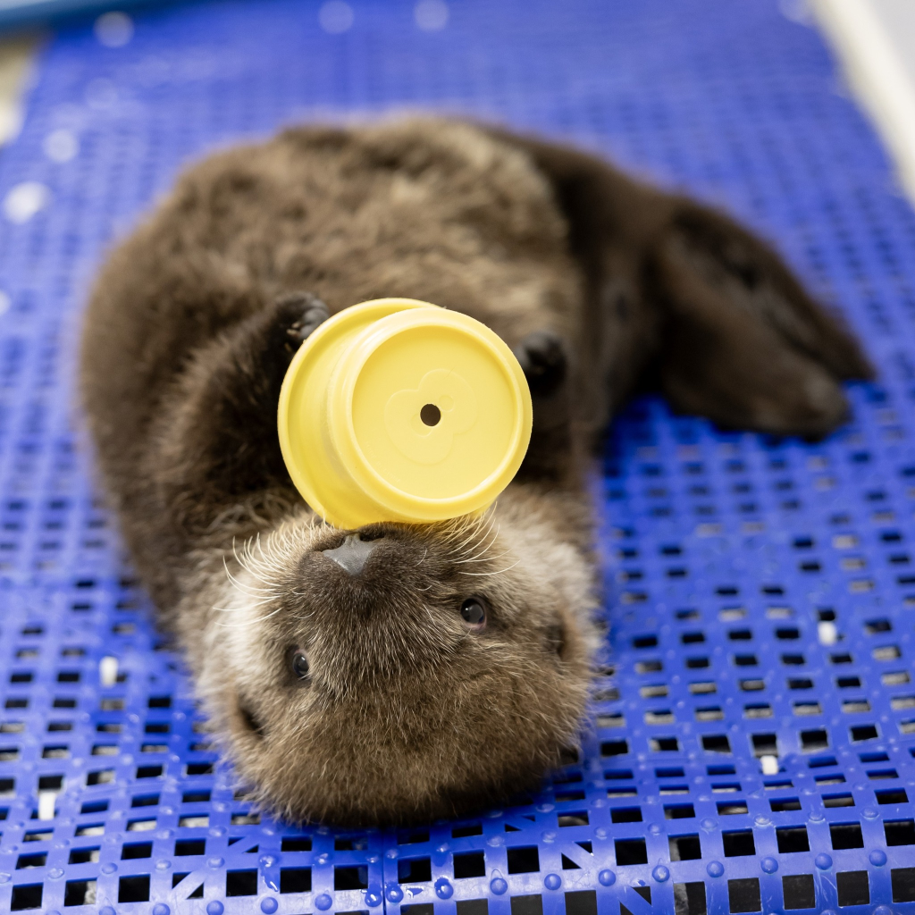 Sea otter pup that was found in Alaska after his mom was killed is now living at the Shedd Aquarium in Chicago. Pictures of him playing with a yellow cup.