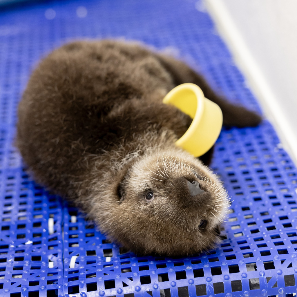 Sea otter pup that was found in Alaska after his mom was killed is now living at the Shedd Aquarium in Chicago. Pictures of him playing with a yellow cup.