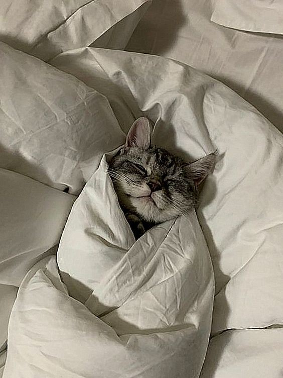 a grey tabby cat all wrapped up in a duvet cover, so that only it's face is showing