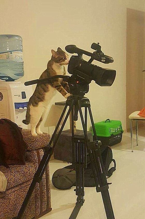 grey and white tabby cat 'operating' a fancy video camera, looking confused