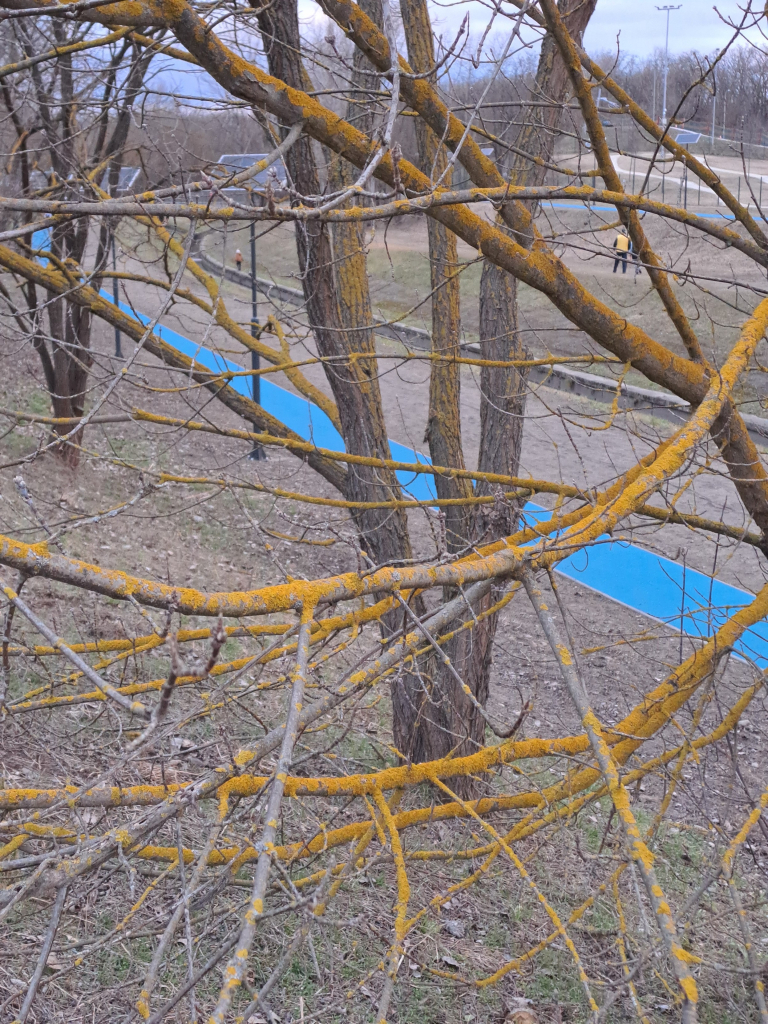 Photo of a tree with branches crisscrossing the frame, all of them bare of leaves and covered in bright yellow lichen. The yellow makes a contrast to the brown and grey background of winter grass and fallen leaves, and a bright blue running path behind the tree, cuttimg diagonally across the picture.