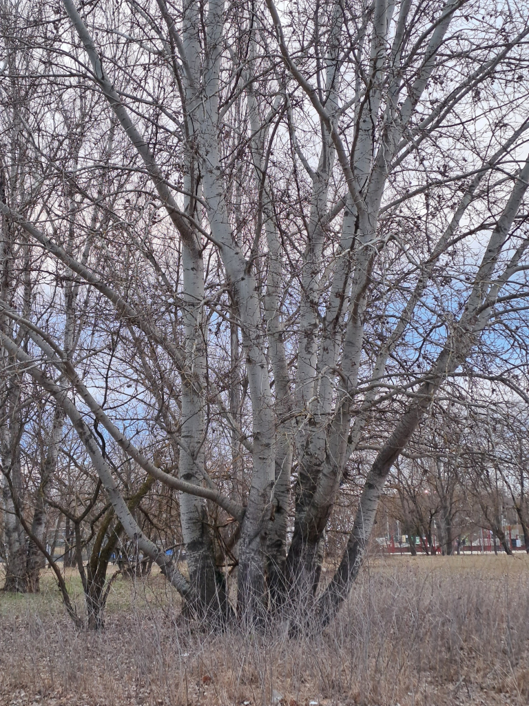 Photo of a tight cluster of tree trunks (birch or poplar?) Bare of leaves, against the blue and white sky