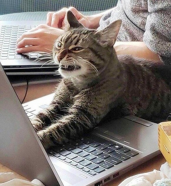 grey tabby cat stretched out on a laptop, looking at the screen, and grinning