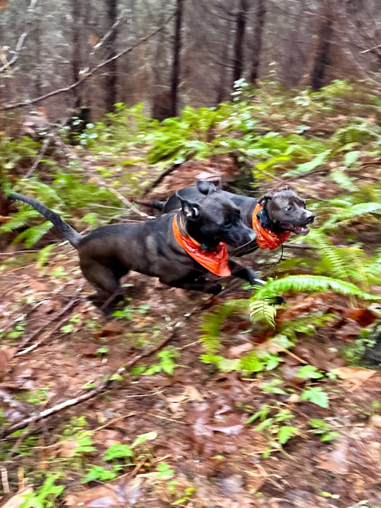 Two black dogs wearing orange bandannas race side by side through the ferns in the woods