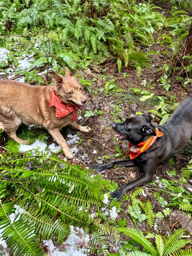 Two dogs face each other in play bows, about to burst into a chase. Some snow sprinkles the ground.