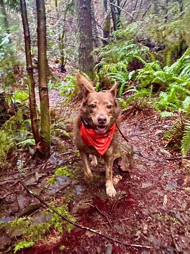 A cattle dog with a big smile trots forward along the woodland trail