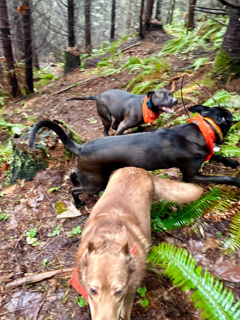 Near collision! Three dogs racing three directions, each trying to get out of each other’s way