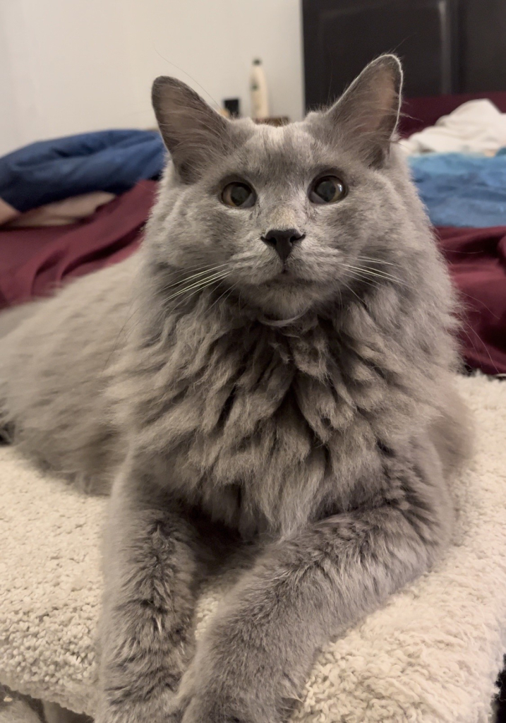 Compton, a fluffy gray cat with big copper-brown eyes. He is laying down and looking sweetly up at the camera.